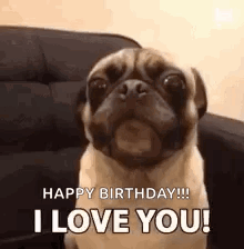 A Pug Dog Is Sitting On A Couch And Saying Happy Birthday ! I Love You ! GIF