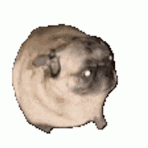 A Pug Dog Is Sitting On A White Surface . GIF
