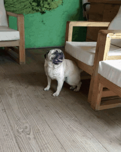 A Pug Dog Is Sitting On A Wooden Floor GIF