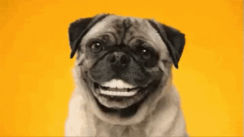 A Pug Dog Is Smiling And Looking At The Camera . GIF