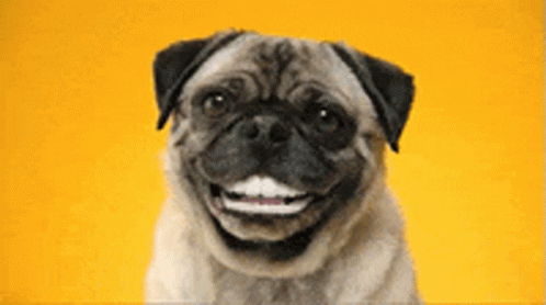 A Pug Dog Is Smiling And Looking At The Camera Against A Yellow Background . GIF