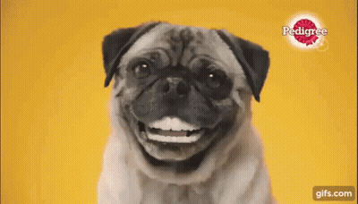 A Pug Dog Is Smiling In Front Of A Yellow Background With Pedigree In The Background GIF