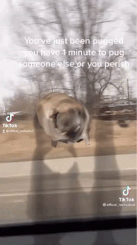 A Pug Dog Is Standing In Front Of A Window With A Caption That Says You 'Ve Just Been Pugged GIF