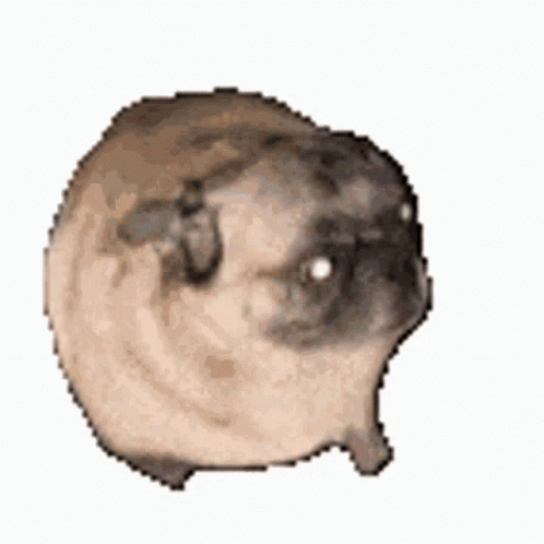 A Pug Dog Is Standing On A White Background . GIF