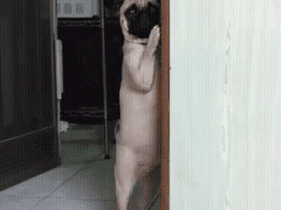 A Pug Dog Is Standing On Its Hind Legs In A Hallway GIF