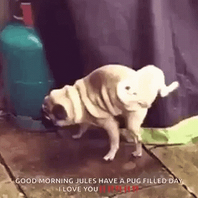 A Pug Dog Is Standing On Its Hind Legs On A Wooden Floor . GIF
