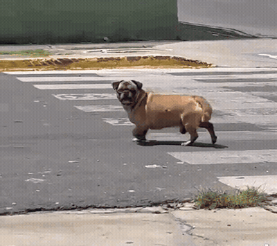 A Pug Dog Is Walking Across A Crosswalk With The Letter G On The Sidewalk GIF
