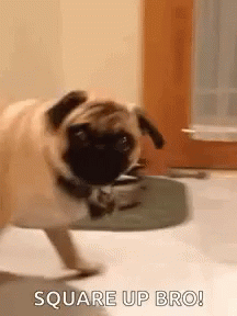 A Pug Dog Is Walking On A Rug In A Room And Says Square Up Bro . GIF