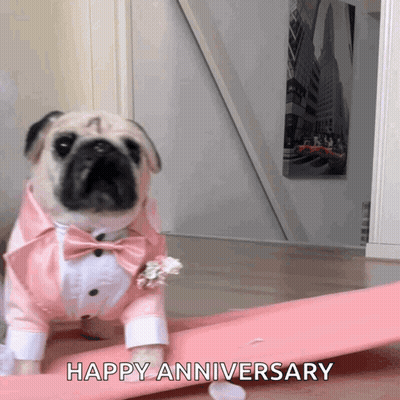 A Pug Dog Is Wearing A Pink Tuxedo And Bow Tie And Wishing A Happy Anniversary GIF