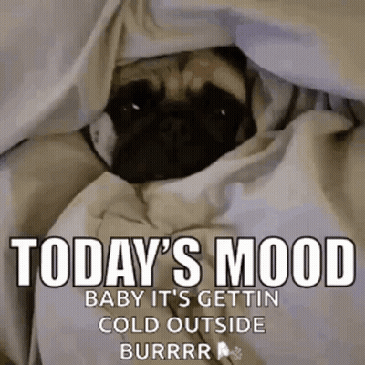 A Pug Dog Is Wrapped In A Blanket And Says `` Today 'S Mood Baby It 'S Gettin Cold Outside Burrr '' GIF