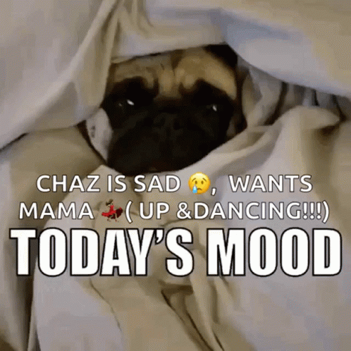 A Pug Dog Is Wrapped In A Blanket With The Words Today 'S Mood Below It GIF