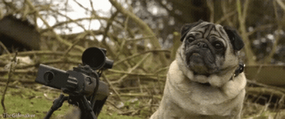 A Pug Dog Sitting Next To A Camera With The Gifmaker Written On The Bottom GIF