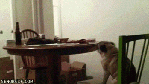 A Pug Dog Sitting On A Chair In Front Of A Table With Senorgif.com In The Corner GIF