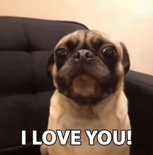 A Pug Dog Sitting On A Couch With The Words I Love You GIF