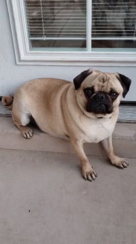 A Pug Dog Standing In Front Of A Door GIF