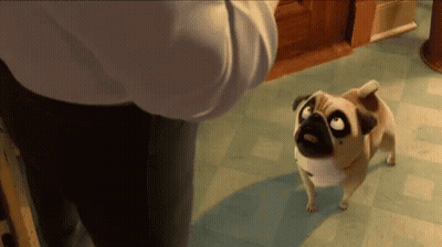 A Pug Dog Standing Next To A Person Looking Up GIF