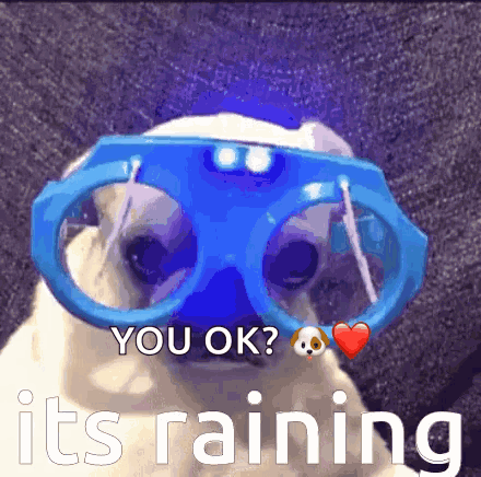 A Pug Dog Wearing A Pair Of Blue Goggles With The Words " You Ok ? It 'S Raining " On The Bottom GIF