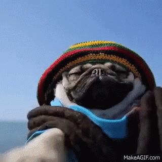 A Pug Dog Wearing A Rasta Hat And Scarf Is Sleeping GIF