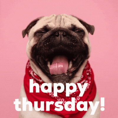 A Pug Dog Wearing A Red Bandana With Its Tongue Out And The Words Happy Thursday Below It GIF