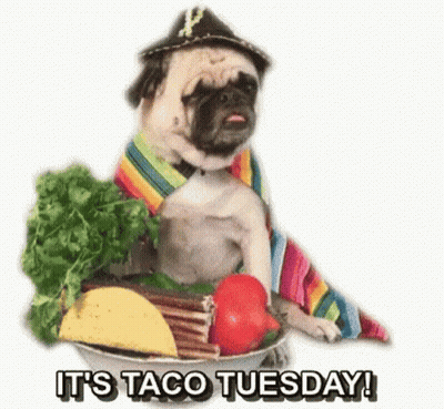 A Pug Dog Wearing A Sombrero Is Sitting In A Bucket Of Taco Tuesday . GIF