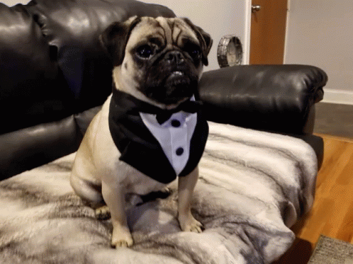 A Pug Dog Wearing A Tuxedo And Bow Tie Is Sitting On A Couch GIF