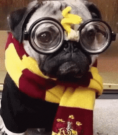 A Pug Dog Wearing Glasses And A Scarf Is Dressed Up As Harry Potter . GIF