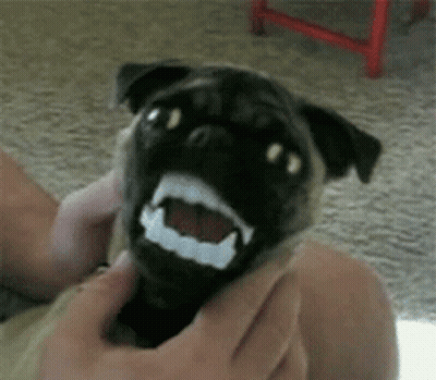 A Pug Dog With Fake Teeth Is Being Held By Someone GIF