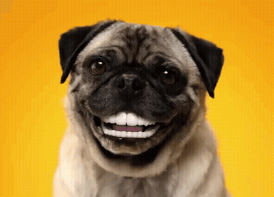 A Pug Dog With Fake Teeth Looks At The Camera GIF