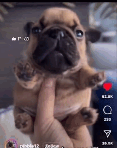 A Pug Puppy Is Being Held In Someone 'S Hand With Pika In The Corner GIF