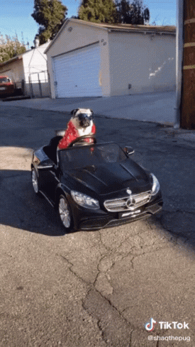 A Pug Wearing A Santa Hat Is Driving A Mercedes Toy Car GIF