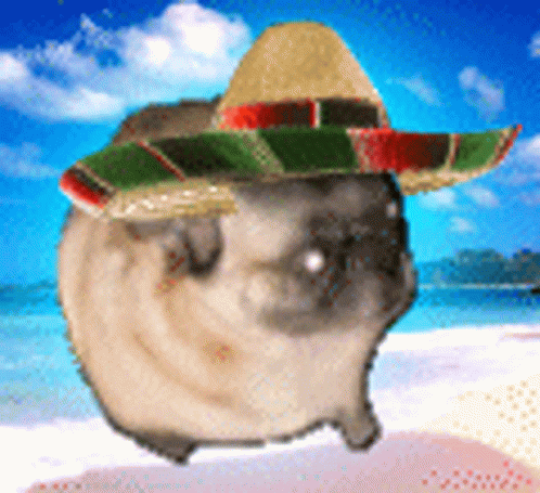 A Pug Wearing A Sombrero Is Standing On The Beach GIF