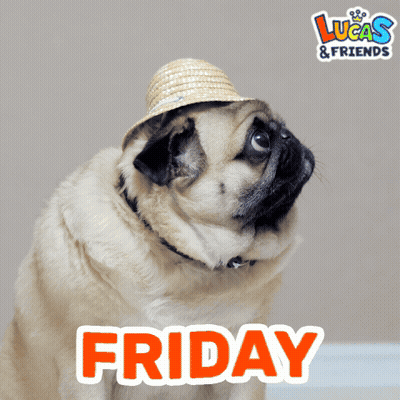 A Pug Wearing A Straw Hat With The Word Friday On It GIF