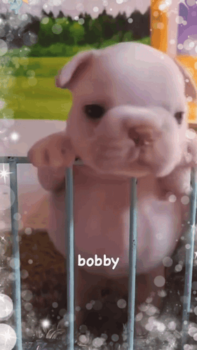 A Puppy Behind A Fence With The Name Bobby On The Bottom GIF