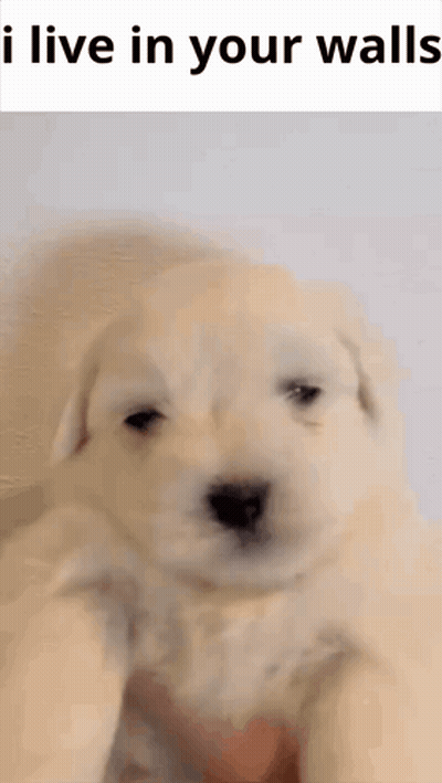 A Puppy Is Being Held In Someone 'S Hand With The Words `` I Live In Your Walls '' Written Above It . GIF
