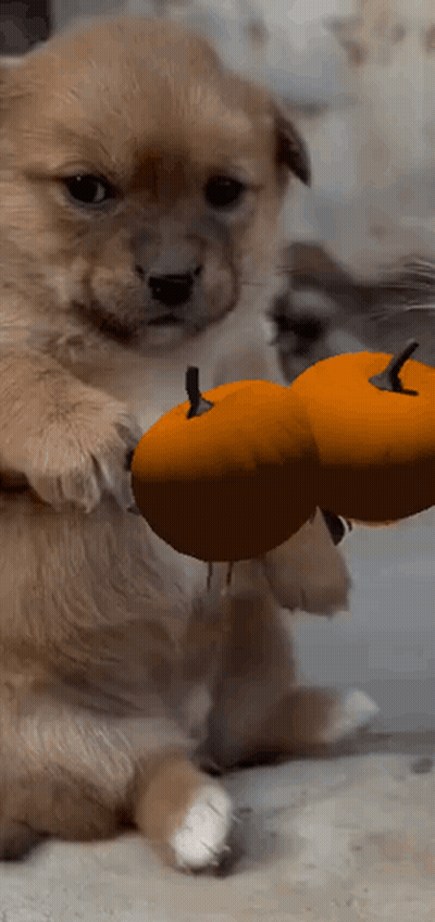 A Puppy Is Holding A Pumpkin In Its Paw GIF