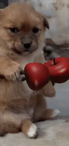 A Puppy Is Holding A Red Apple In Its Paws GIF