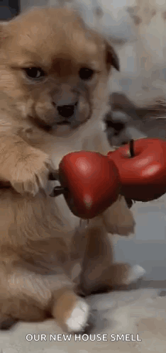 A Puppy Is Holding A Red Apple In Its Paws And Eating It . GIF