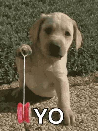 A Puppy Is Holding A Red Yo-Yo In Its Paws GIF