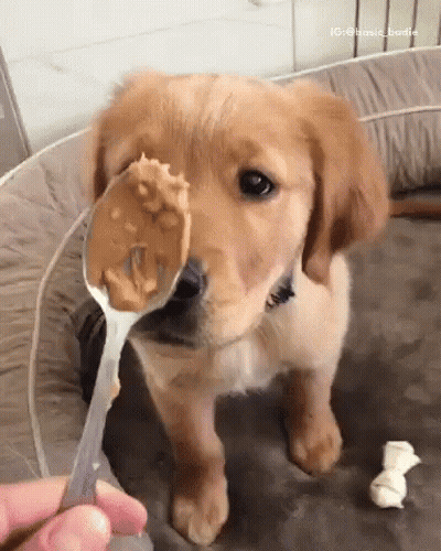 A Puppy Is Holding A Spoon Of Peanut Butter In Its Mouth . GIF