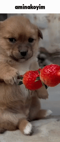 A Puppy Is Holding Two Strawberries In Its Paws With The Caption Aminakoyim GIF