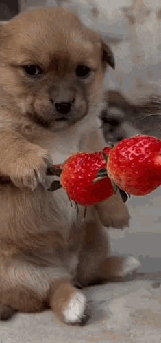 A Puppy Is Holding Two Strawberries On A Stick . GIF