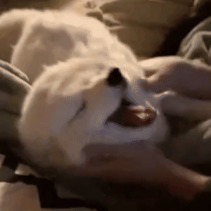 A Puppy Is Laying On A Bed With Its Mouth Open And Yawning . GIF