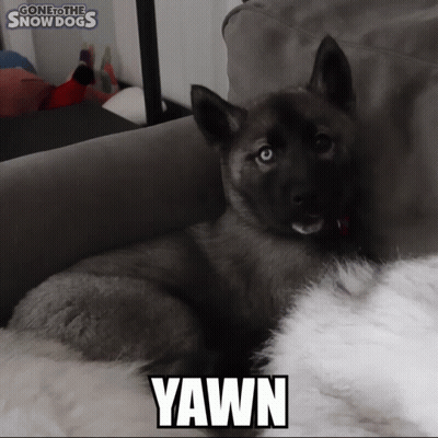 A Puppy Is Laying On A Couch With The Word Yawn Written On It GIF