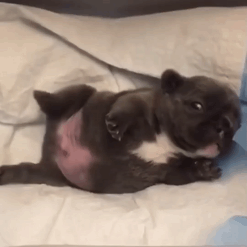 A Puppy Is Laying On Its Back On A Bed . GIF