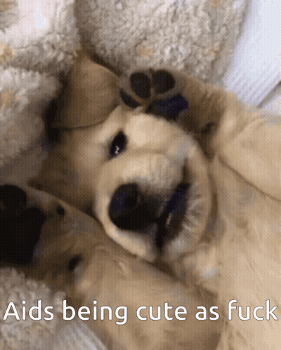 A Puppy Is Laying On Its Back With The Words Aids Being Cute As Fuck Above It GIF