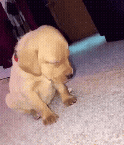 A Puppy Is Laying On The Floor With Its Eyes Closed . GIF
