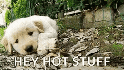 A Puppy Is Laying On The Ground Next To A Fence With The Words `` Hey Hot Stuff '' Above It . GIF