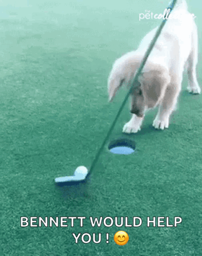 A Puppy Is Playing Golf And Bennett Would Help You . GIF