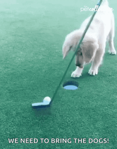 A Puppy Is Playing Golf On A Golf Course While Holding A Golf Club . GIF