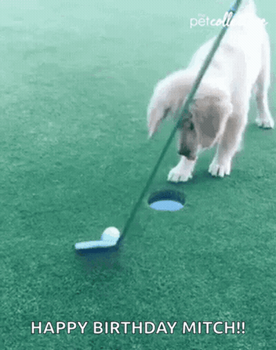 A Puppy Is Playing Golf With A Golf Club And A Ball . GIF